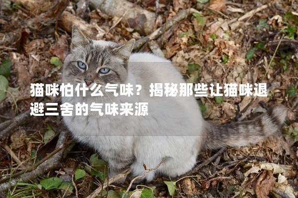 猫咪怕什么气味？揭秘那些让猫咪退避三舍的气味来源