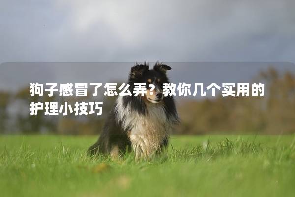 狗子感冒了怎么弄？教你几个实用的护理小技巧