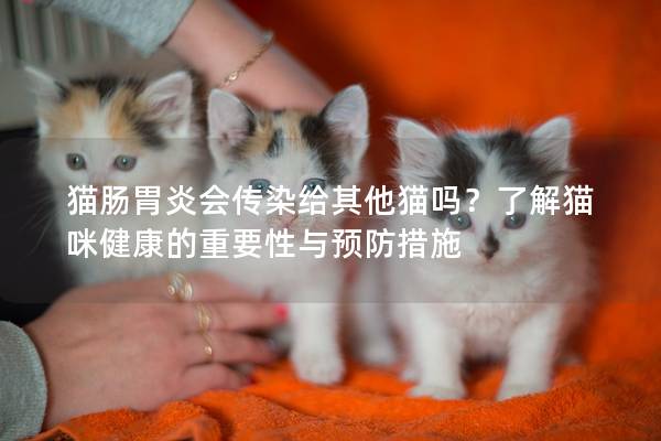 猫肠胃炎会传染给其他猫吗？了解猫咪健康的重要性与预防措施