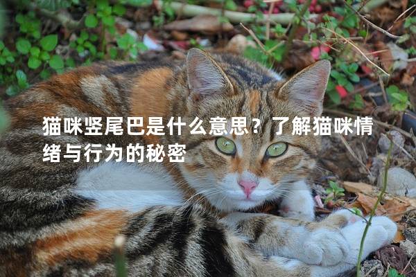 猫咪竖尾巴是什么意思？了解猫咪情绪与行为的秘密