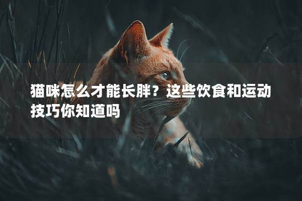 猫咪怎么才能长胖？这些饮食和运动技巧你知道吗