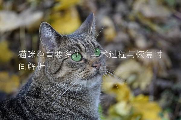 猫咪绝育要多久，手术过程与恢复时间解析