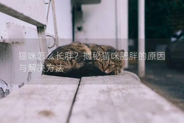 猫咪怎么长胖？揭秘猫咪肥胖的原因与解决方法