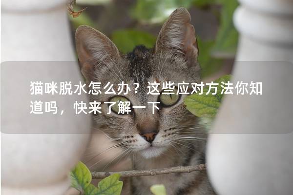 猫咪脱水怎么办？这些应对方法你知道吗，快来了解一下