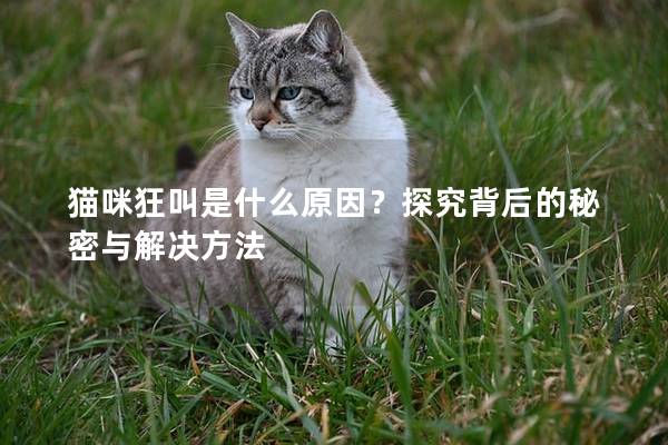 猫咪狂叫是什么原因？探究背后的秘密与解决方法