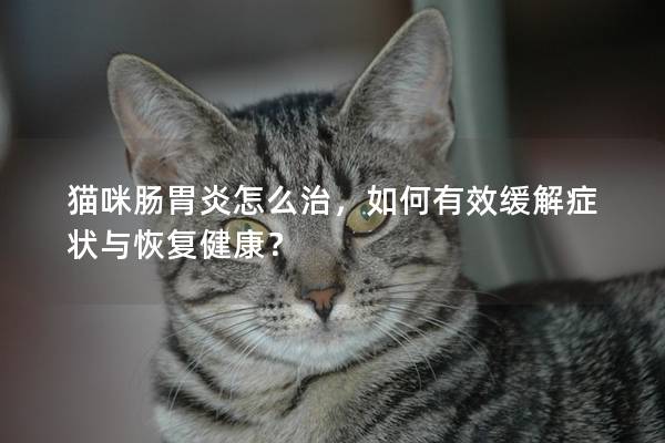 猫咪肠胃炎怎么治，如何有效缓解症状与恢复健康？