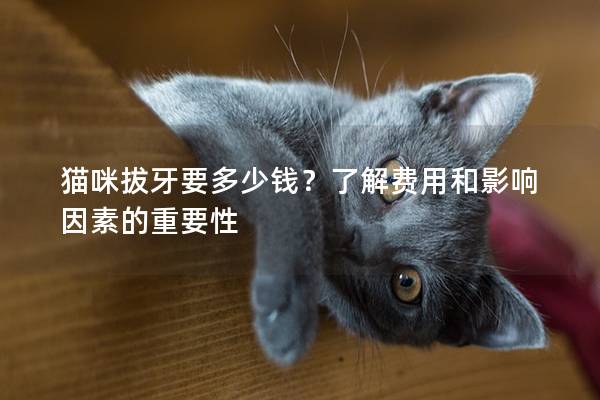 猫咪拔牙要多少钱？了解费用和影响因素的重要性