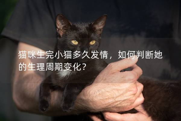 猫咪生完小猫多久发情，如何判断她的生理周期变化？