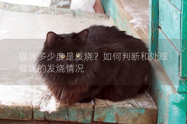 猫咪多少度是发烧？如何判断和处理猫咪的发烧情况