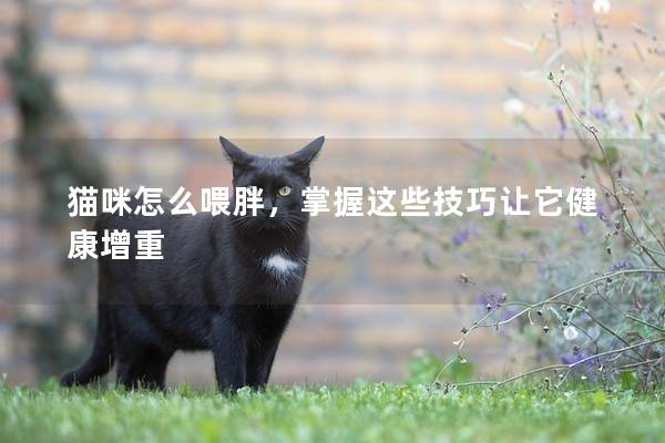 猫咪怎么喂胖，掌握这些技巧让它健康增重