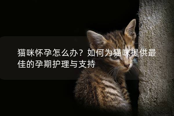 猫咪怀孕怎么办？如何为猫咪提供最佳的孕期护理与支持