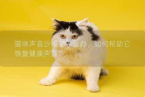 猫咪声音沙哑了怎么办，如何帮助它恢复健康声音？