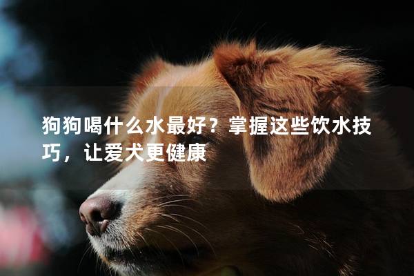 狗狗喝什么水最好？掌握这些饮水技巧，让爱犬更健康