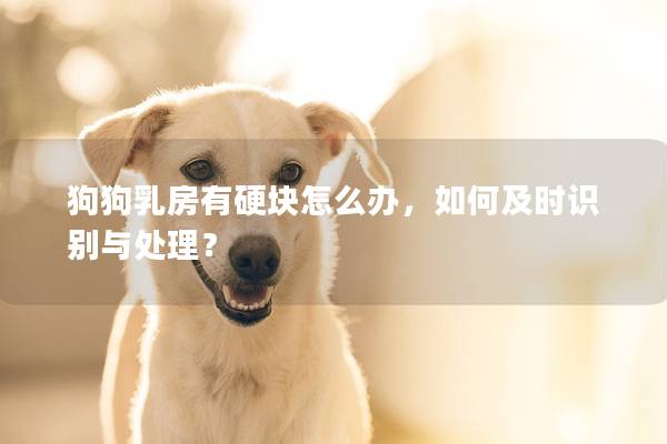 狗狗乳房有硬块怎么办，如何及时识别与处理？