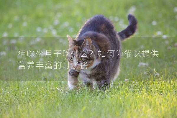 猫咪坐月子吃什么？如何为猫咪提供营养丰富的月子餐