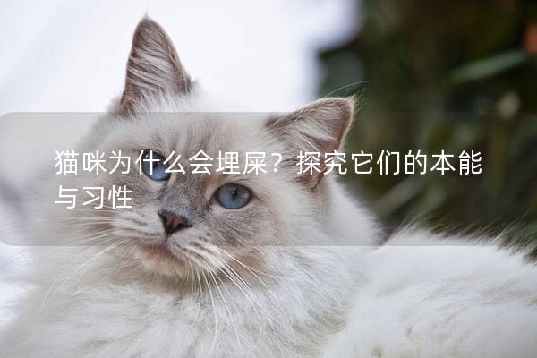 猫咪为什么会埋屎？探究它们的本能与习性