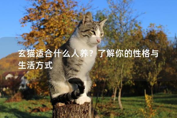 玄猫适合什么人养？了解你的性格与生活方式