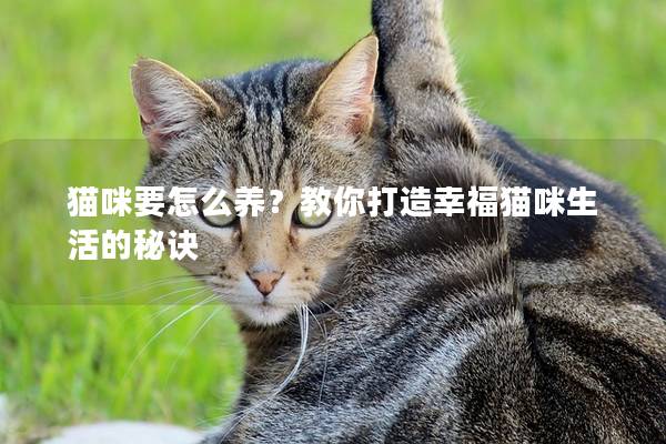 猫咪要怎么养？教你打造幸福猫咪生活的秘诀