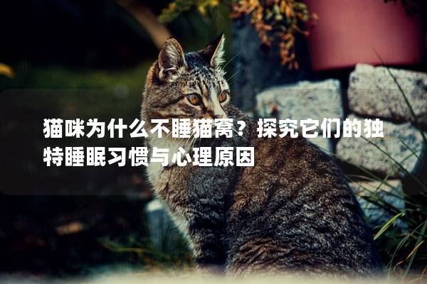 猫咪为什么不睡猫窝？探究它们的独特睡眠习惯与心理原因