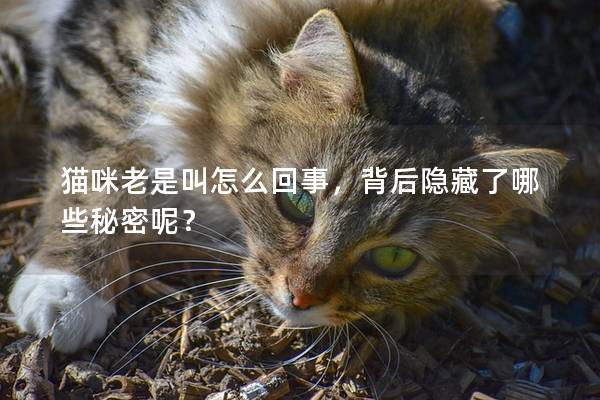 猫咪老是叫怎么回事，背后隐藏了哪些秘密呢？