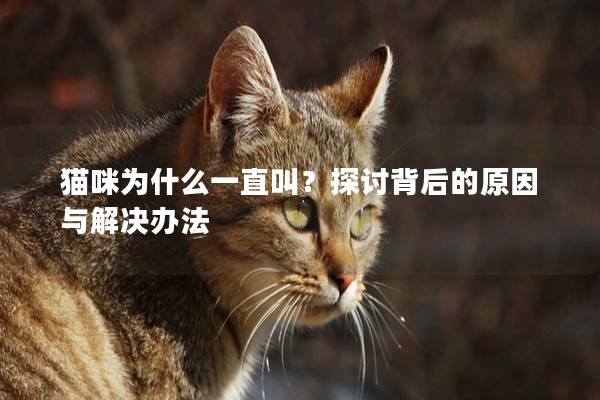 猫咪为什么一直叫？探讨背后的原因与解决办法