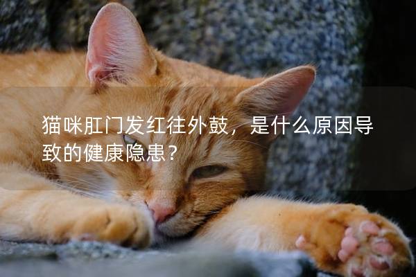 猫咪肛门发红往外鼓，是什么原因导致的健康隐患？