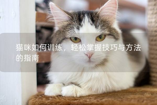 猫咪如何训练，轻松掌握技巧与方法的指南