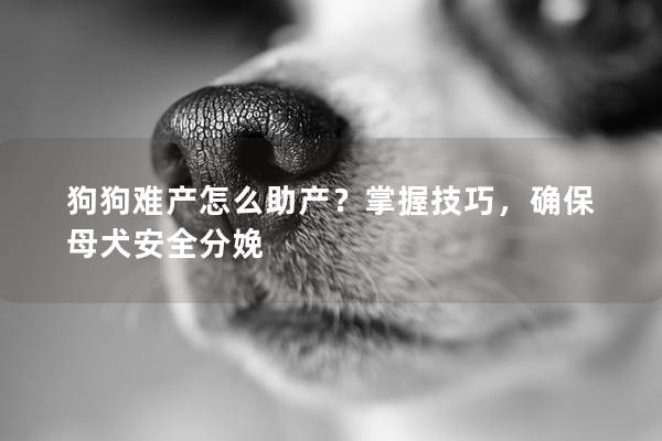 狗狗难产怎么助产？掌握技巧，确保母犬安全分娩