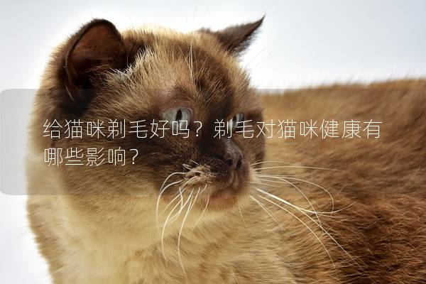 给猫咪剃毛好吗？剃毛对猫咪健康有哪些影响？