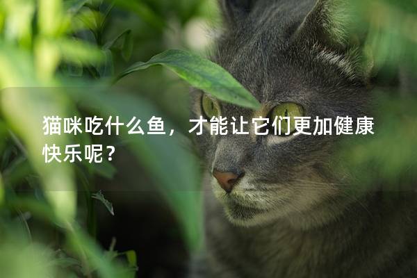 猫咪吃什么鱼，才能让它们更加健康快乐呢？