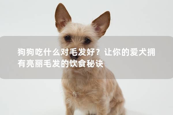 狗狗吃什么对毛发好？让你的爱犬拥有亮丽毛发的饮食秘诀