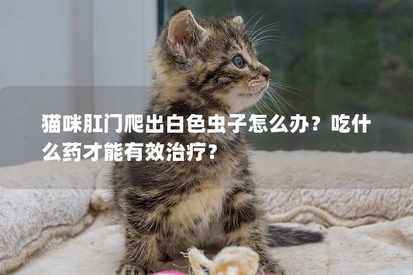 猫咪肛门爬出白色虫子怎么办？吃什么药才能有效治疗？