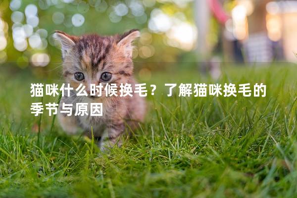 猫咪什么时候换毛？了解猫咪换毛的季节与原因