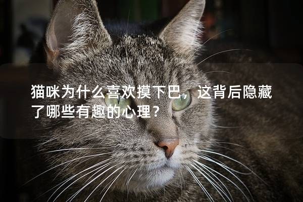 猫咪为什么喜欢摸下巴，这背后隐藏了哪些有趣的心理？