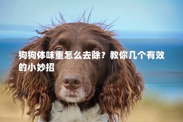 狗狗体味重怎么去除？教你几个有效的小妙招