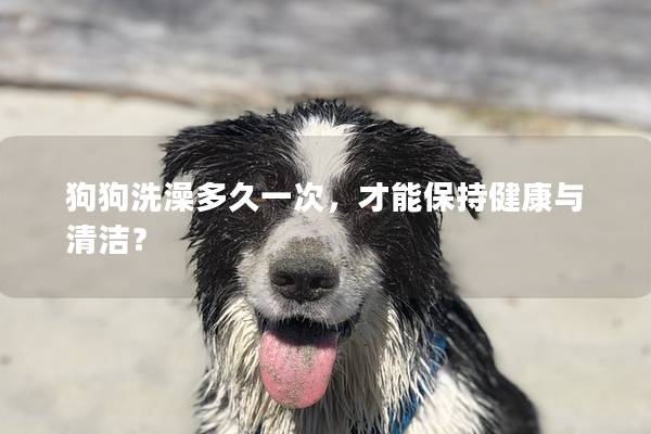 狗狗洗澡多久一次，才能保持健康与清洁？