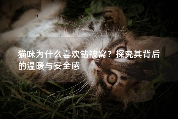 猫咪为什么喜欢钻被窝？探究其背后的温暖与安全感