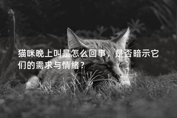 猫咪晚上叫是怎么回事，是否暗示它们的需求与情绪？