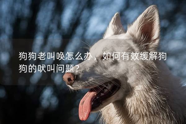 狗狗老叫唤怎么办，如何有效缓解狗狗的吠叫问题？