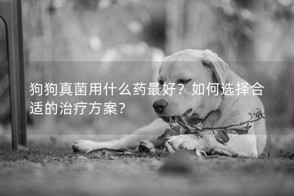 狗狗真菌用什么药最好？如何选择合适的治疗方案？