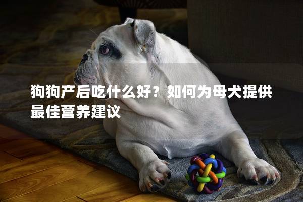 狗狗产后吃什么好？如何为母犬提供最佳营养建议