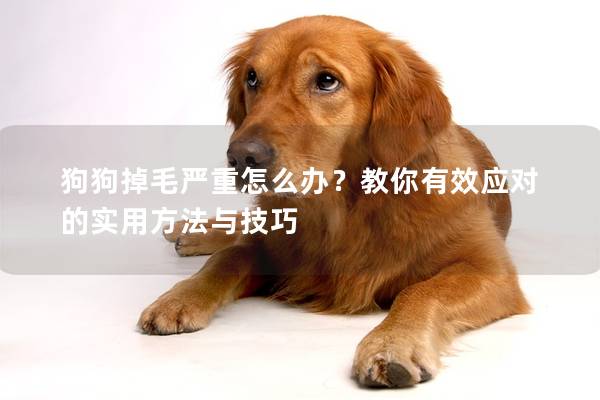 狗狗掉毛严重怎么办？教你有效应对的实用方法与技巧