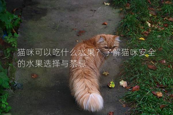 猫咪可以吃什么水果？了解猫咪安全的水果选择与禁忌