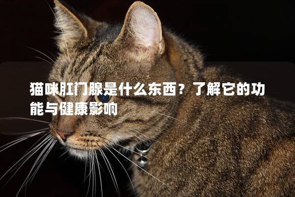 猫咪肛门腺是什么东西？了解它的功能与健康影响