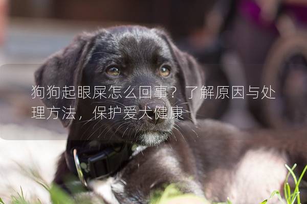 狗狗起眼屎怎么回事？了解原因与处理方法，保护爱犬健康