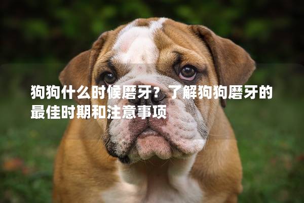 狗狗什么时候磨牙？了解狗狗磨牙的最佳时期和注意事项