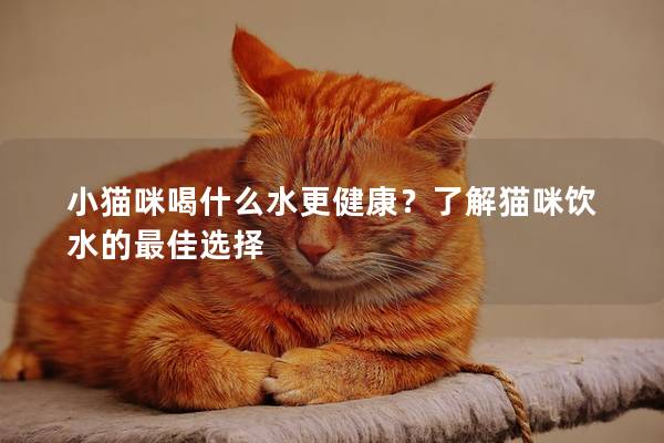 小猫咪喝什么水更健康？了解猫咪饮水的最佳选择