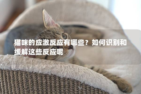 猫咪的应激反应有哪些？如何识别和缓解这些反应呢