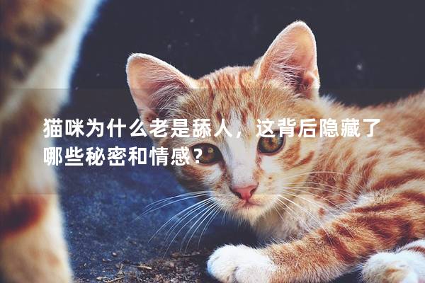 猫咪为什么老是舔人，这背后隐藏了哪些秘密和情感？