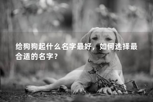 给狗狗起什么名字最好，如何选择最合适的名字？